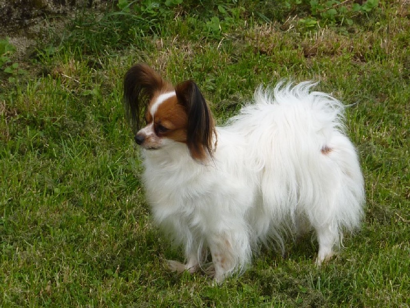 Euridica Maria sirrah