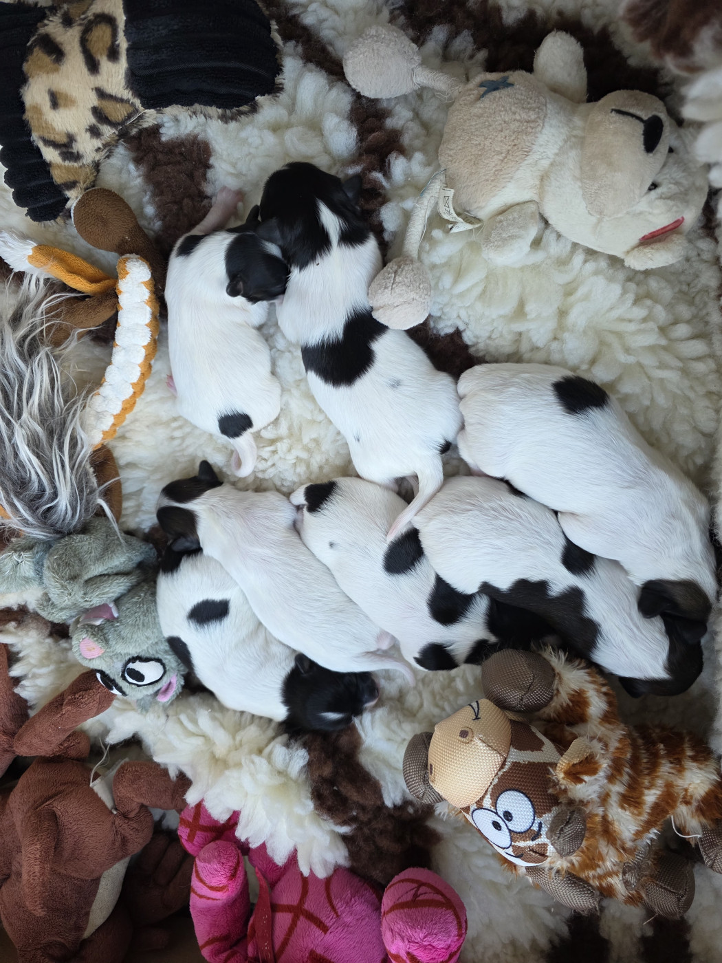 Nos bébés sont nés