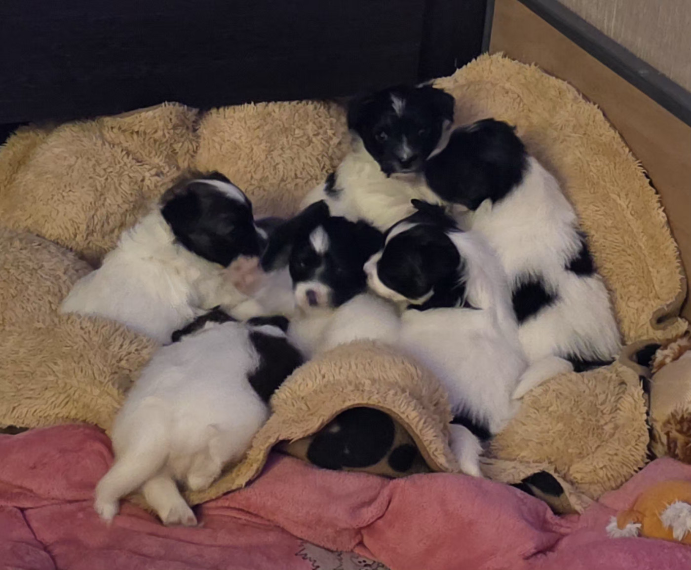 Nos bébés 4 semaines ❤ ❤ ❤