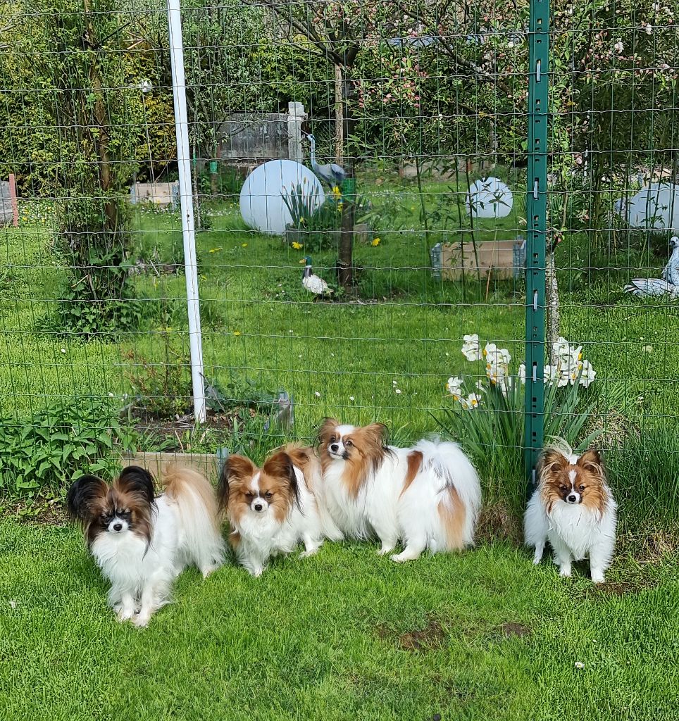 Les papillons dans le parc