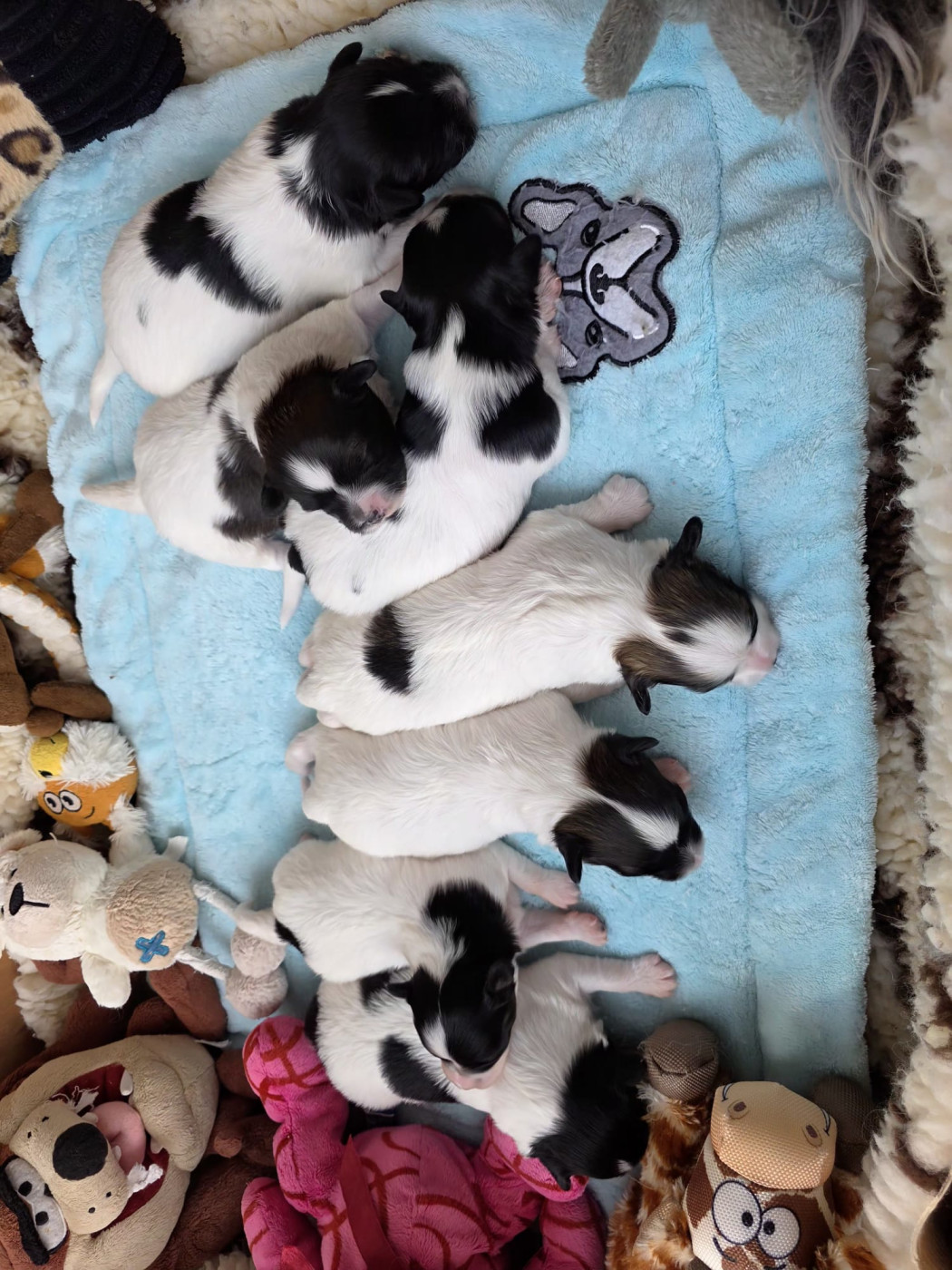 Chiot Epagneul nain Continental (Papillon) de la vallée des Gentianes