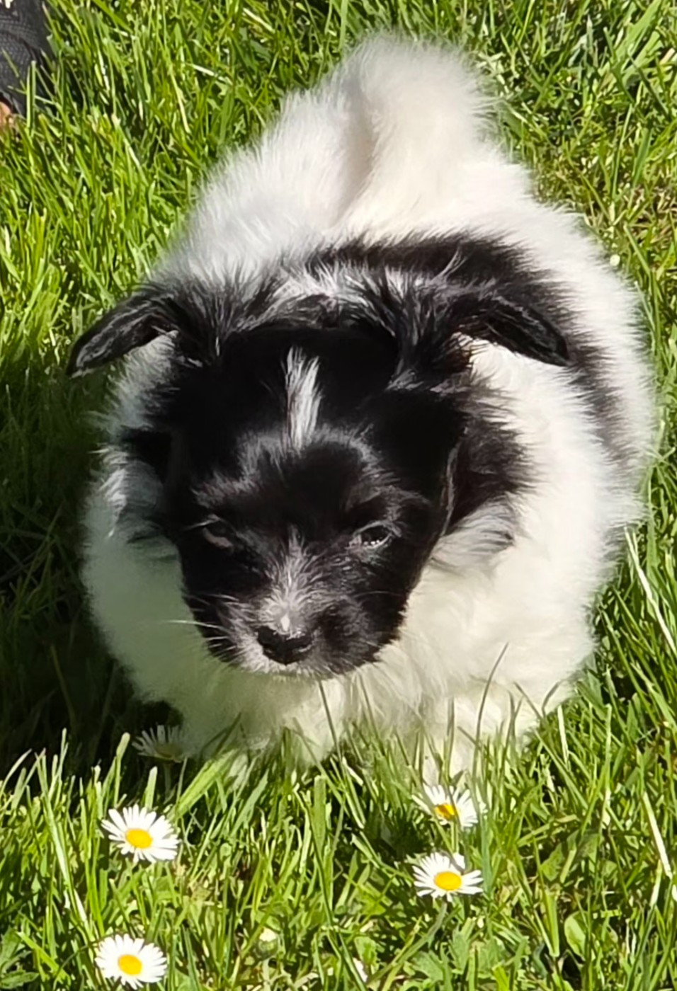 de la vallée des Gentianes - Chiots disponibles - Epagneul nain Continental (Papillon)