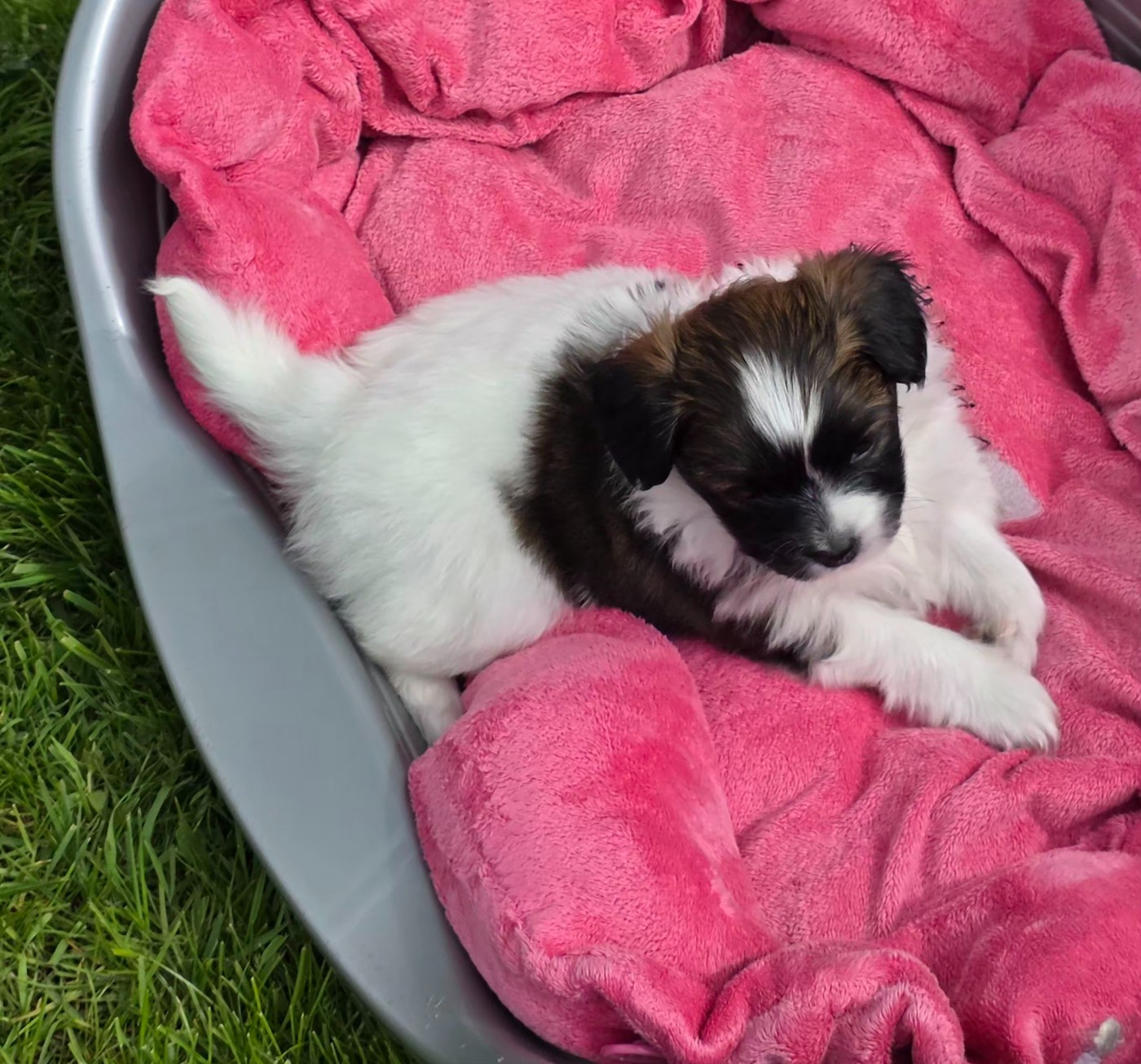 de la vallée des Gentianes - Chiots disponibles - Epagneul nain Continental (Papillon)