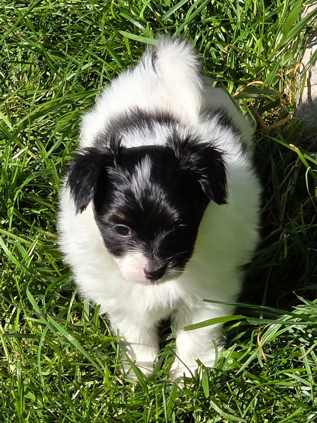 de la vallée des Gentianes - Chiots disponibles - Epagneul nain Continental (Papillon)