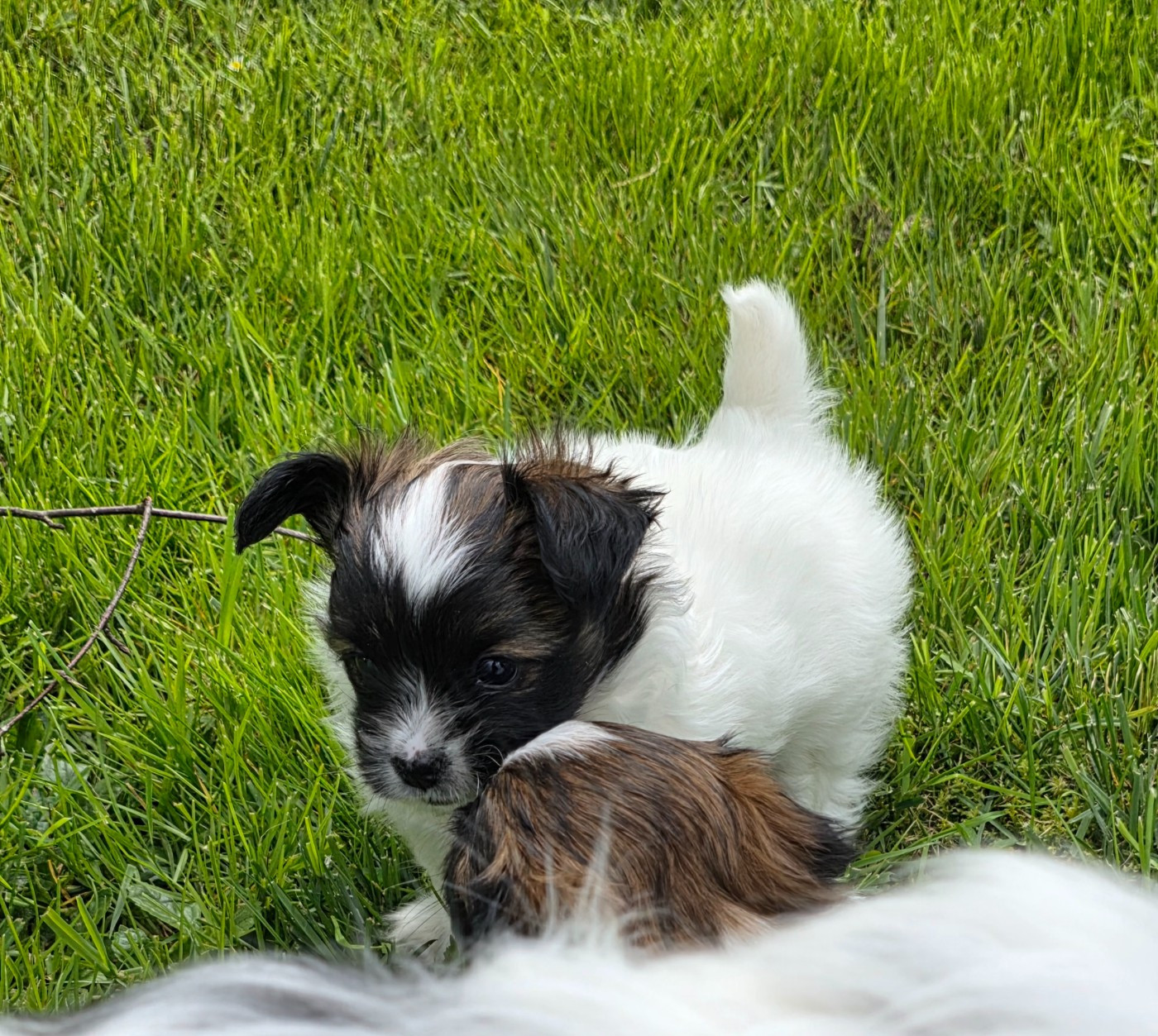 de la vallée des Gentianes - Chiots disponibles - Epagneul nain Continental (Papillon)