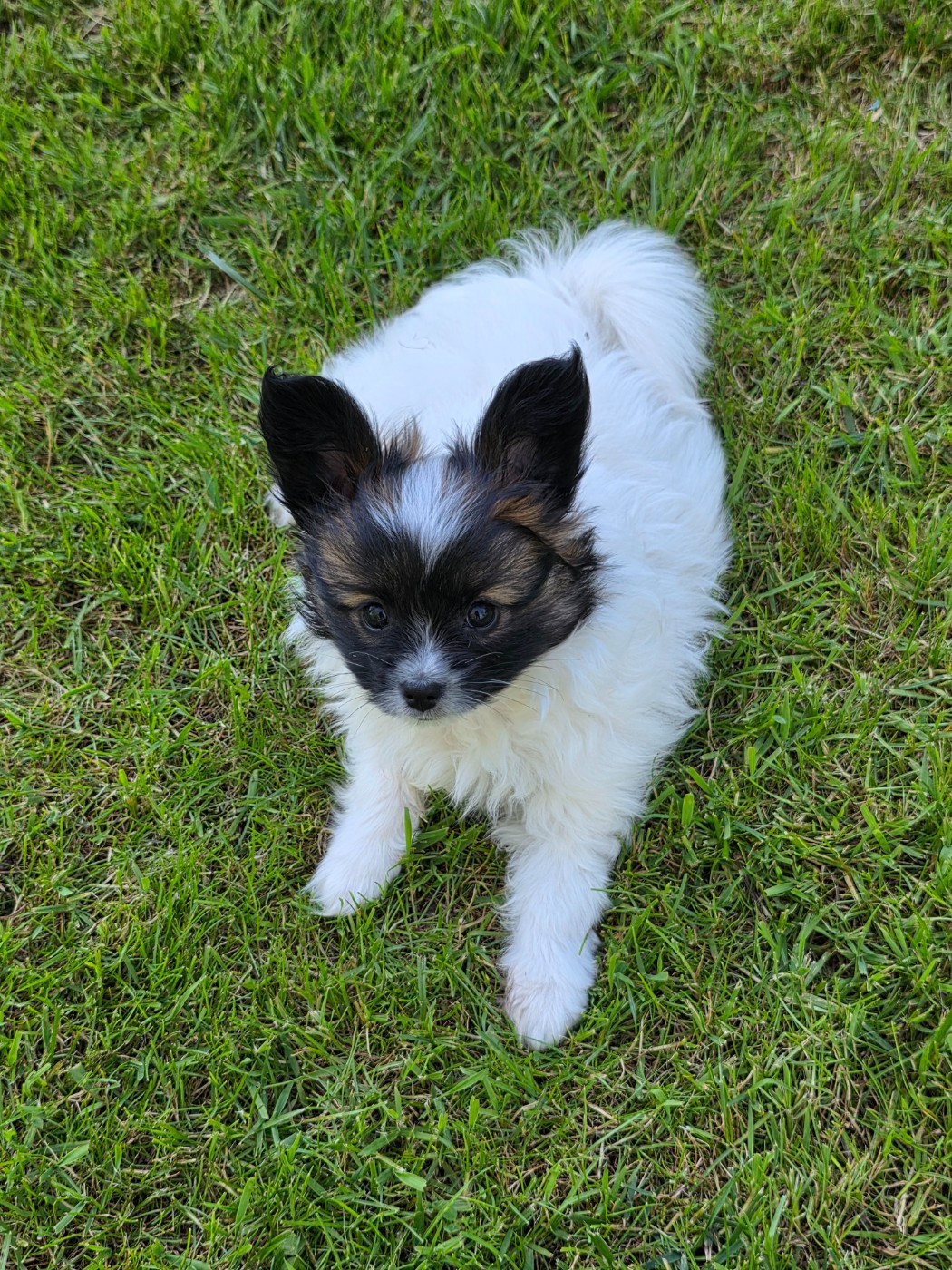 de la vallée des Gentianes - Chiots disponibles - Epagneul nain Continental (Papillon)
