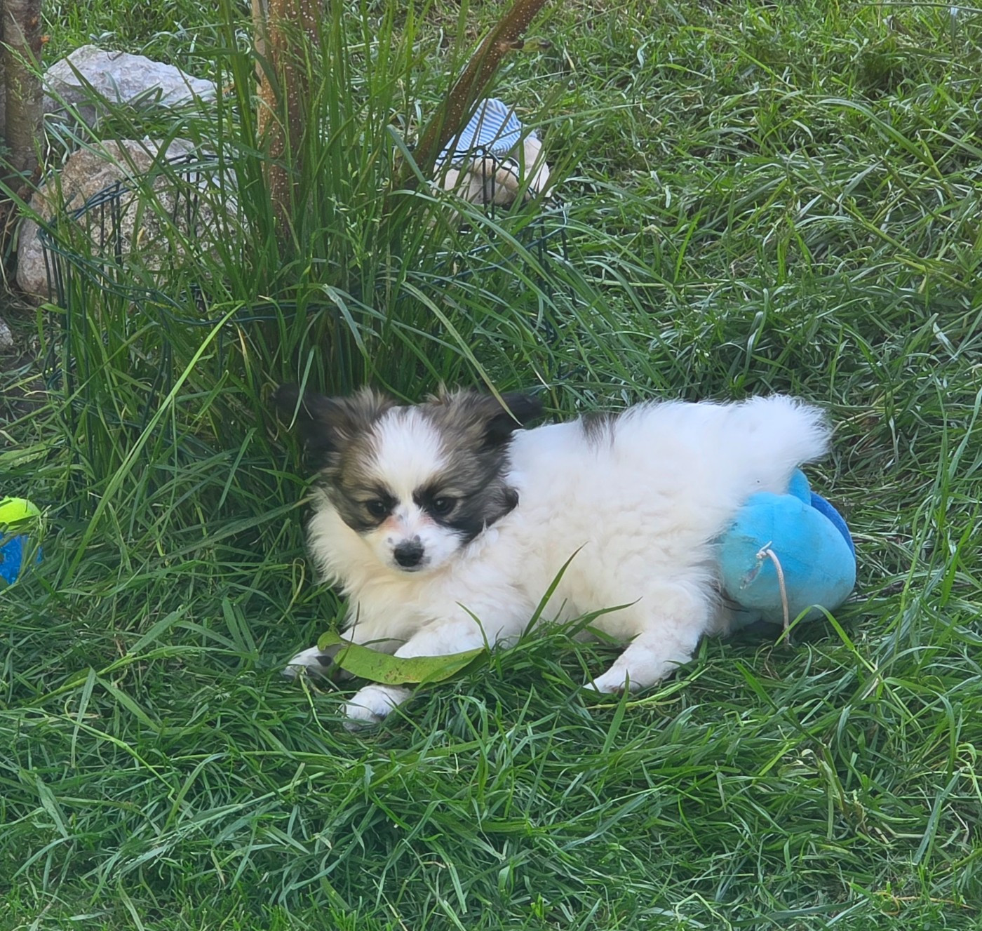 de la vallée des Gentianes - Chiots disponibles - Epagneul nain Continental (Papillon)