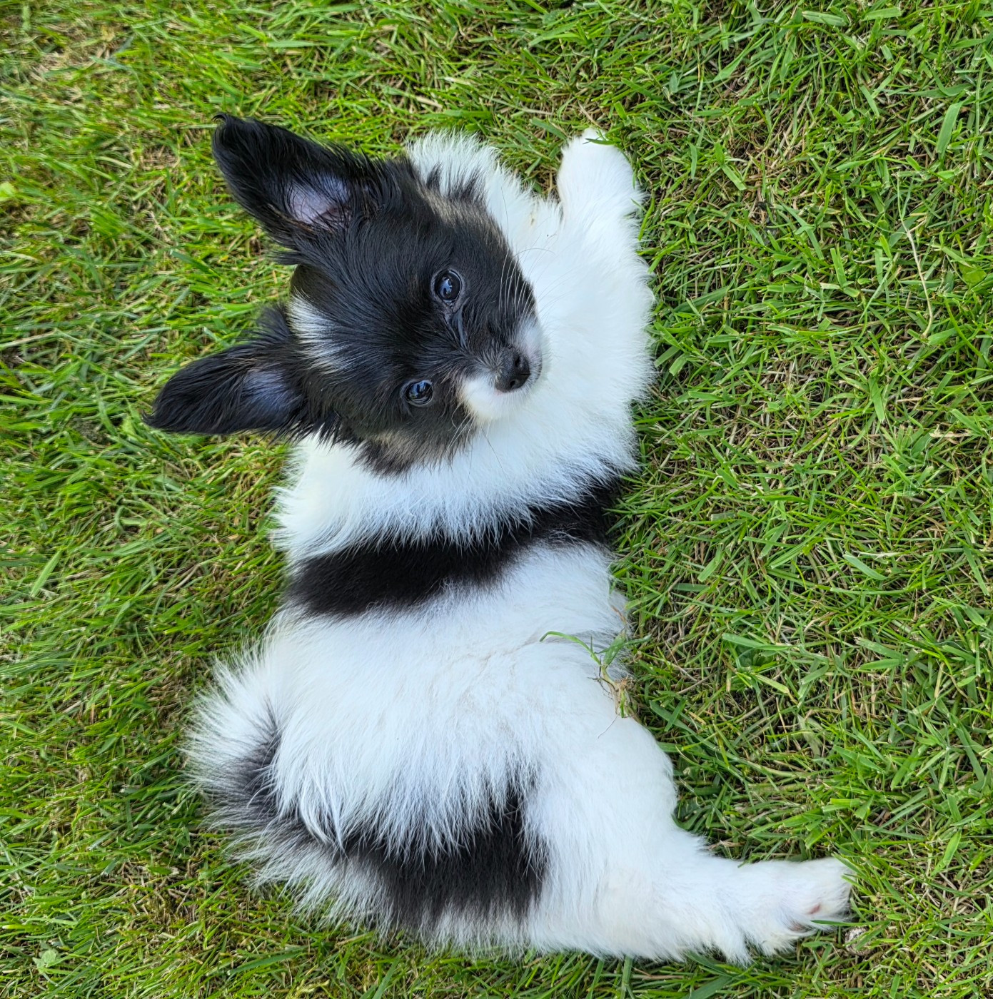 de la vallée des Gentianes - Chiots disponibles - Epagneul nain Continental (Papillon)