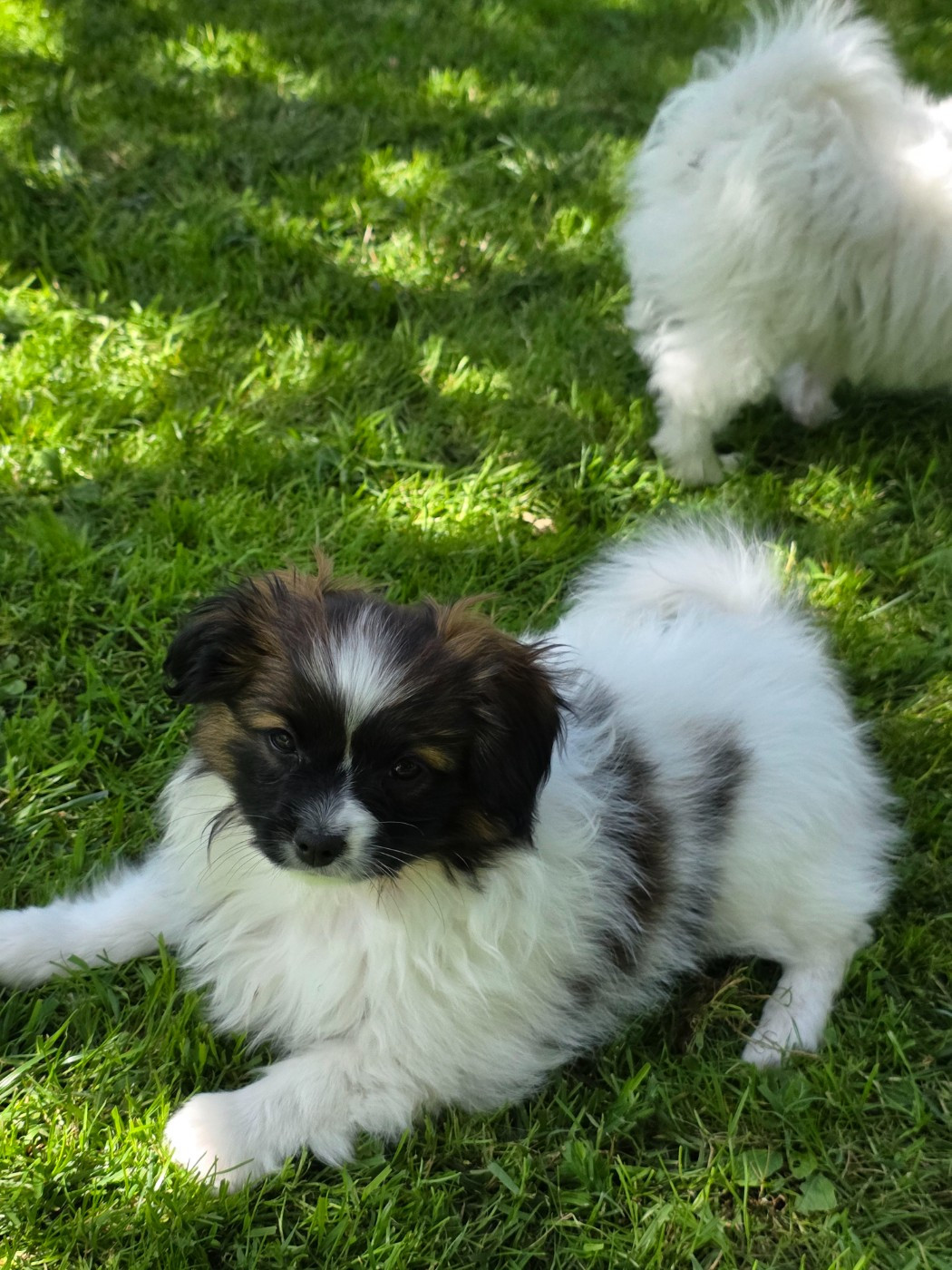 de la vallée des Gentianes - Chiots disponibles - Epagneul nain Continental (Papillon)