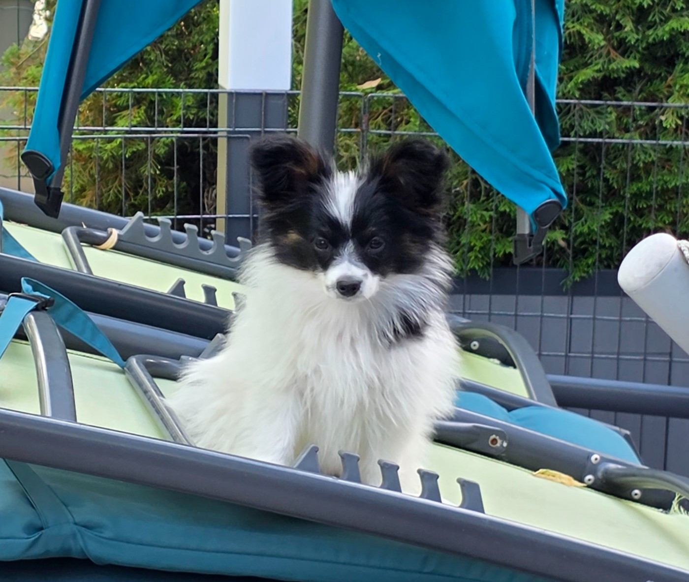 de la vallée des Gentianes - Chiots disponibles - Epagneul nain Continental (Papillon)